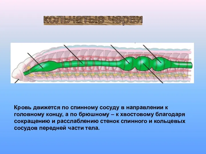 кольчатые черви Кровь движется по спинному сосуду в направлении к головному концу,