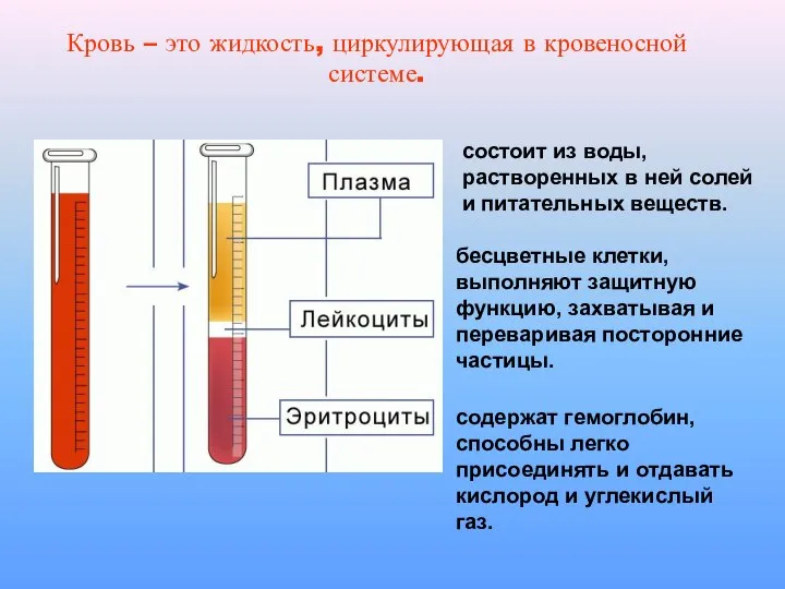 Кровь – это жидкость, циркулирующая в кровеносной системе. состоит из воды, растворенных