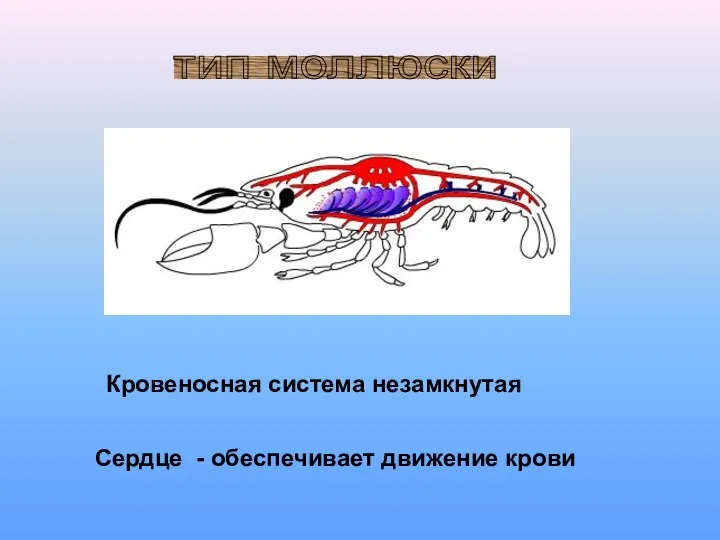 тип моллюски Кровеносная система незамкнутая Сердце - обеспечивает движение крови