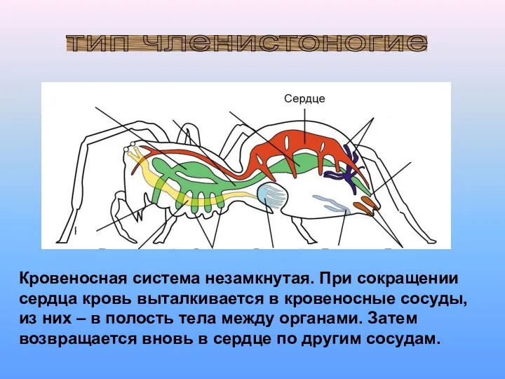 тип членистоногие Кровеносная система незамкнутая. При сокращении сердца кровь выталкивается в кровеносные