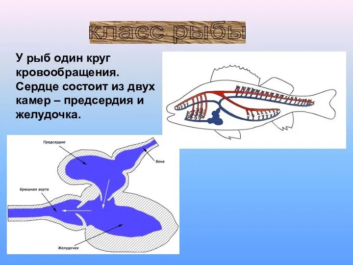 класс рыбы У рыб один круг кровообращения. Сердце состоит из двух камер – предсердия и желудочка.