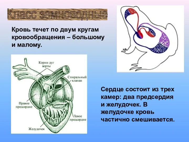 Класс земноводные Кровь течет по двум кругам кровообращения – большому и малому.