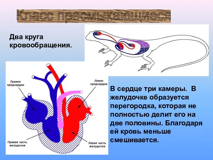 Класс пресмыкающиеся Два круга кровообращения. В сердце три камеры. В желудочке образуется