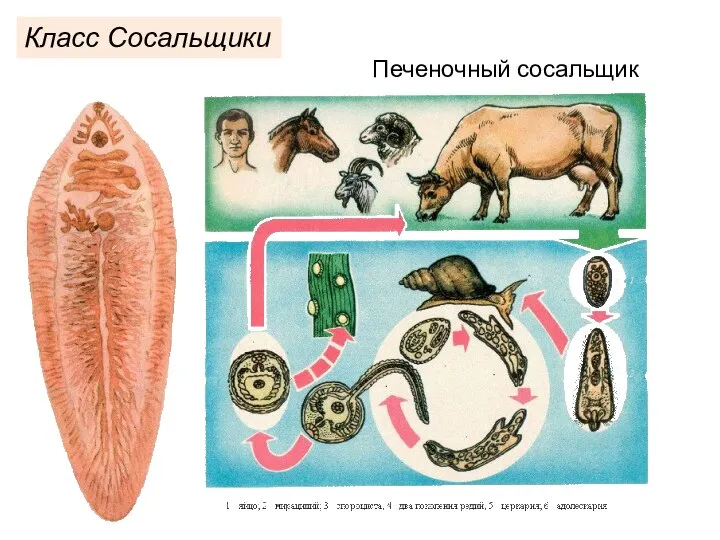 Класс Сосальщики Печеночный сосальщик