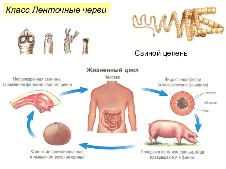 Класс Ленточные черви Свиной цепень