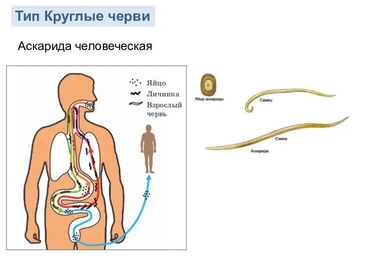 Тип Круглые черви Аскарида человеческая