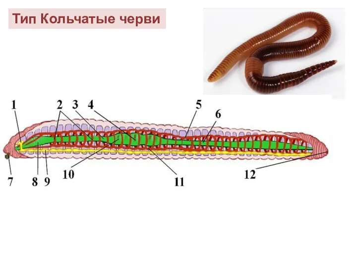 Тип Кольчатые черви