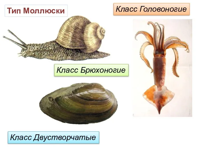 Класс Головоногие Класс Двустворчатые Класс Брюхоногие Тип Моллюски