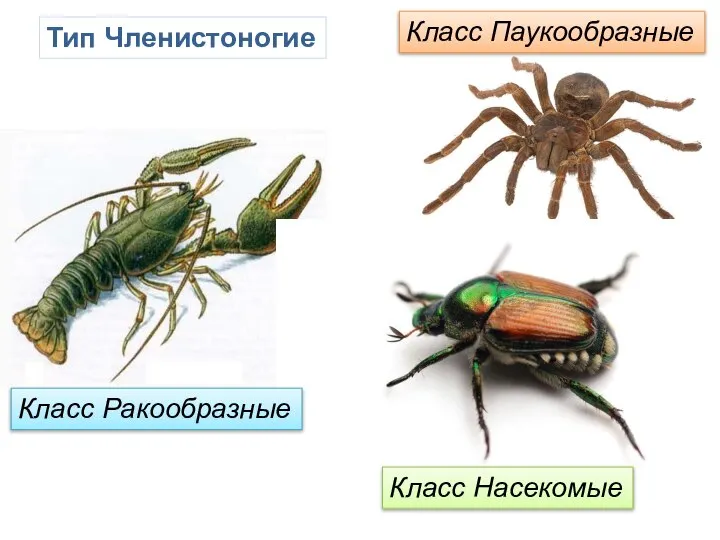 Тип Членистоногие Класс Ракообразные Класс Паукообразные Класс Насекомые