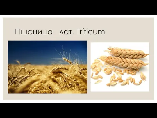 Пшеница лат. Tríticum