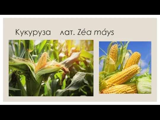 Кукуруза лат. Zéa máys