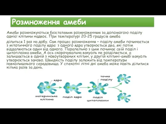 Розмноження амеби Амеби розмножуються безстатевим розмноженням за допомогою поділу однієї клітини надвоє.