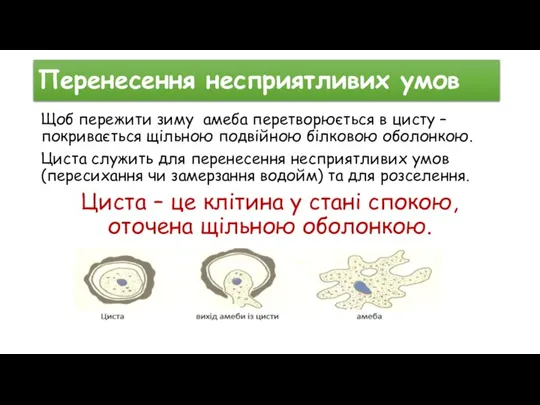 Перенесення несприятливих умов Щоб пережити зиму амеба перетворюється в цисту – покривається