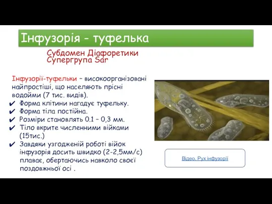 Інфузорія - туфелька Субдомен Діафоретики Супергрупа Sar Інфузорії-туфельки – високоорганізовані найпростіші, що