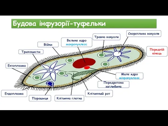 Будова інфузорії-туфельки Скоротлива вакуоля Травна вакуоля Мале ядро мікронуклеос Велике ядро макронуклеос