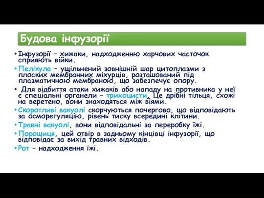 Будова інфузорії Інфузорії – хижаки, надходженню харчових часточок сприяють війки. Пелікула –