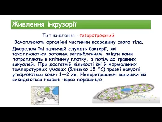 Живлення інфузорії Захоплюють органічні частинки всередину свого тіла. Джерелом їжі зазвичай служать