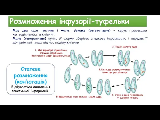 Розмноження інфузорії-туфельки Має два ядра: велике і мале. Велике (вегетативне) – керує