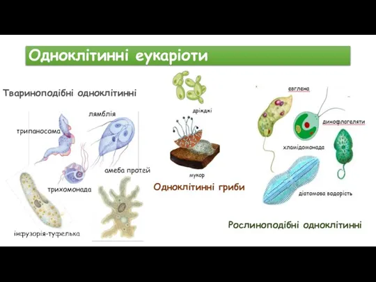 Одноклітинні еукаріоти Твариноподібні одноклітинні Одноклітинні гриби Рослиноподібні одноклітинні