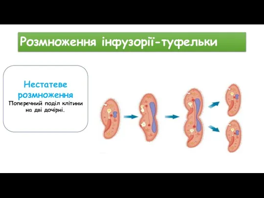 Розмноження інфузорії-туфельки Нестатеве розмноження Поперечний поділ клітини на дві дочірні.