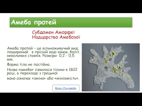 Амеба протей Амеба протей – це вільноживучий вид, поширений в прісній воді