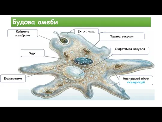 Будова амеби Травна вакуоля Скоротлива вакуоля Скоротлива вакуоля Несправжні ніжки псевдоподії Ядро Клітинна мембрана Ектоплазма Ендоплазма