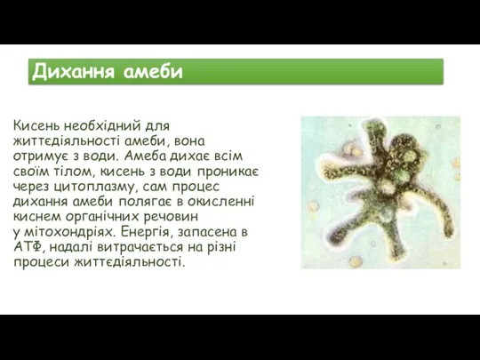 Дихання амеби Кисень необхідний для життєдіяльності амеби, вона отримує з води. Амеба