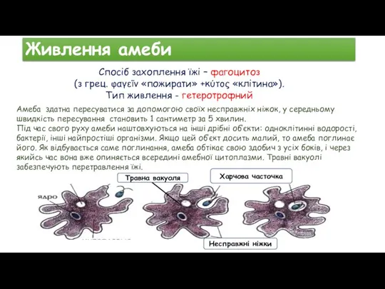 Живлення амеби Амеба здатна пересуватися за допомогою своїх несправжніх ніжок, у середньому