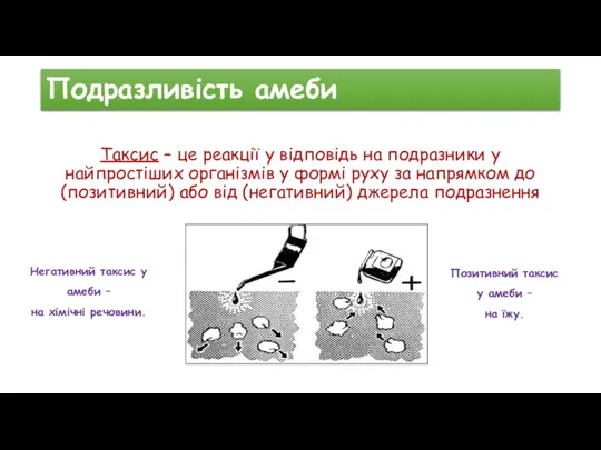 Подразливість амеби Таксис – це реакції у відповідь на подразники у найпростіших