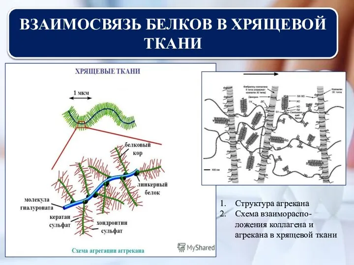 ВЗАИМОСВЯЗЬ БЕЛКОВ В ХРЯЩЕВОЙ ТКАНИ Структура агрекана Схема взаимораспо-ложения коллагена и агрекана в хрящевой ткани