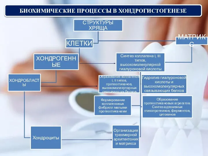 БИОХИМИЧЕСКИЕ ПРОЦЕССЫ В ХОНДРОГИСТОГЕНЕЗЕ