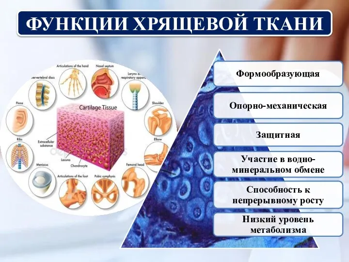 ФУНКЦИИ ХРЯЩЕВОЙ ТКАНИ