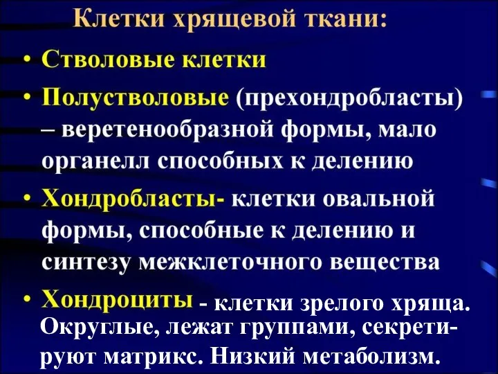 - клетки зрелого хряща. Округлые, лежат группами, секрети-руют матрикс. Низкий метаболизм.