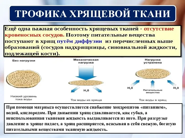 ТРОФИКА ХРЯЩЕВОЙ ТКАНИ При помощи матрикса осуществляется снабжение хондроцитов «питанием», водой, кислородом.