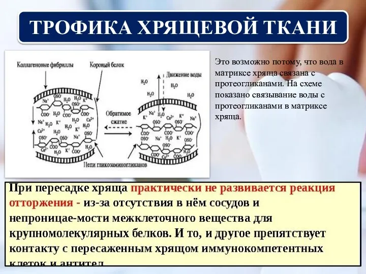 ТРОФИКА ХРЯЩЕВОЙ ТКАНИ Это возможно потому, что вода в матриксе хряща связана