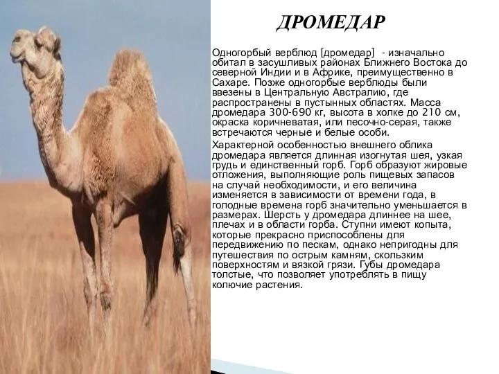 ДРОМЕДАР Одногорбый верблюд [дромедар] - изначально обитал в засушливых районах Ближнего Востока