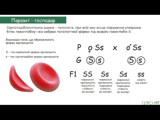 Серпоподібноклітинна анемія - патологія, при якій має місце порушення утворення білка гемоглобіну