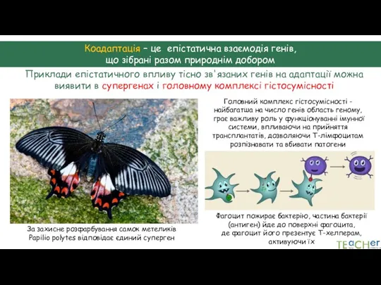 Коадаптація – це епістатична взаємодія генів, що зібрані разом природнім добором Приклади