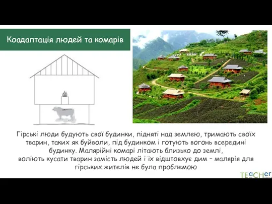 Коадаптація людей та комарів Гірські люди будують свої будинки, підняті над землею,