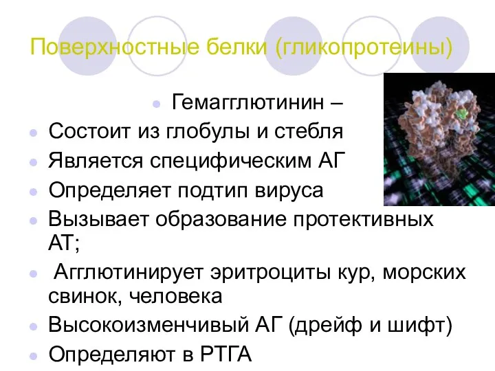 Поверхностные белки (гликопротеины) Гемагглютинин – Состоит из глобулы и стебля Является специфическим