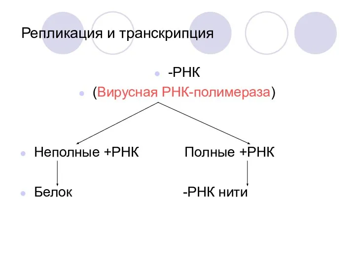 Репликация и транскрипция -РНК (Вирусная РНК-полимераза) Неполные +РНК Полные +РНК Белок -РНК нити