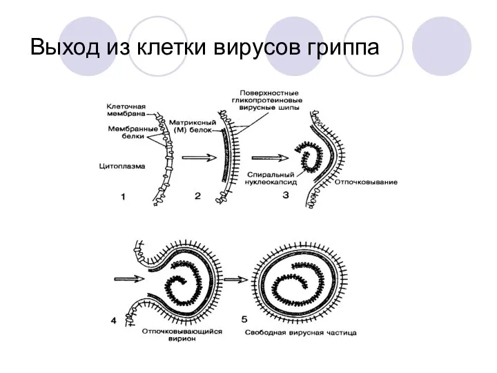 Выход из клетки вирусов гриппа