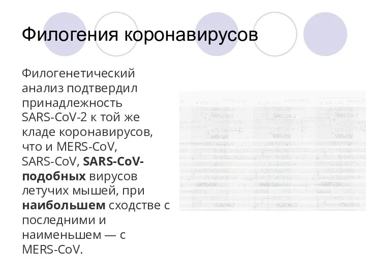 Филогения коронавирусов Филогенетический анализ подтвердил принадлежность SARS-CoV-2 к той же кладе коронавирусов,