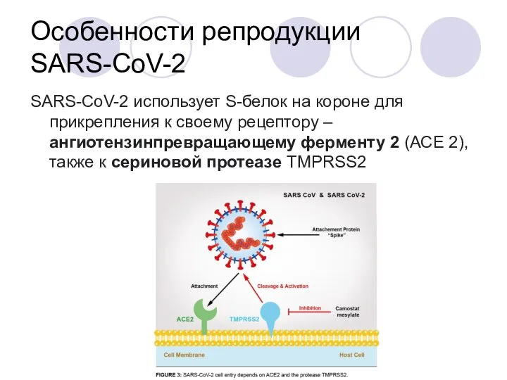 Особенности репродукции SARS-CoV-2 SARS-CoV-2 использует S-белок на короне для прикрепления к своему