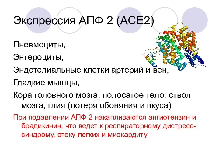 Экспрессия АПФ 2 (ACE2) Пневмоциты, Энтероциты, Эндотелиальные клетки артерий и вен, Гладкие