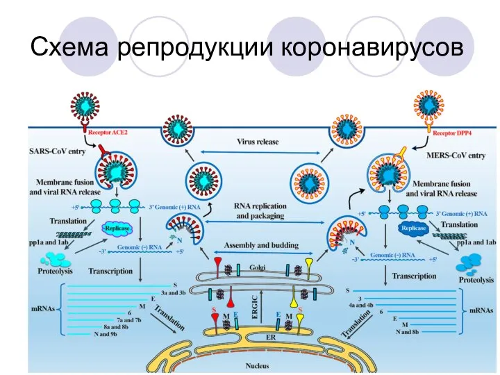 Схема репродукции коронавирусов