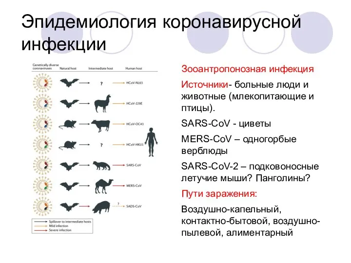 Эпидемиология коронавирусной инфекции Зооантропонозная инфекция Источники- больные люди и животные (млекопитающие и