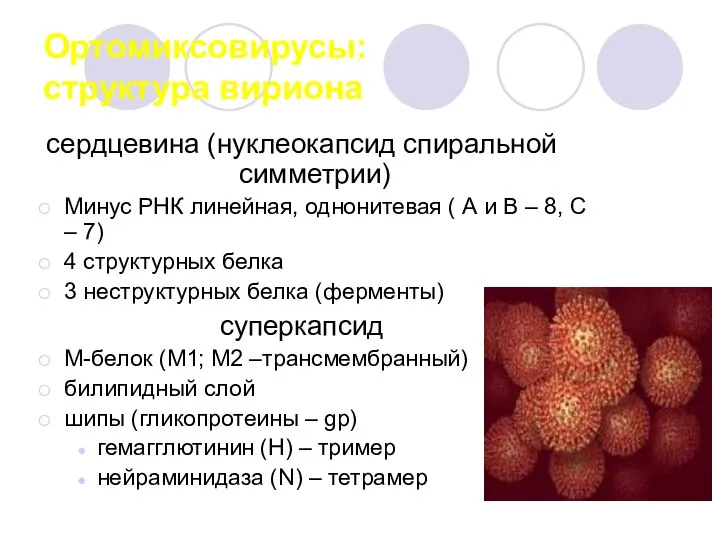 Ортомиксовирусы: структура вириона сердцевина (нуклеокапсид спиральной симметрии) Минус РНК линейная, однонитевая (