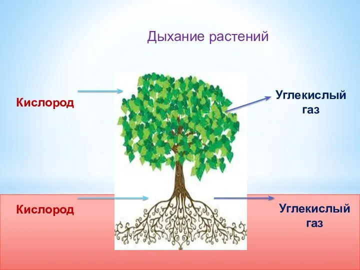 Дыхание растений Кислород Кислород Углекислый газ Углекислый газ