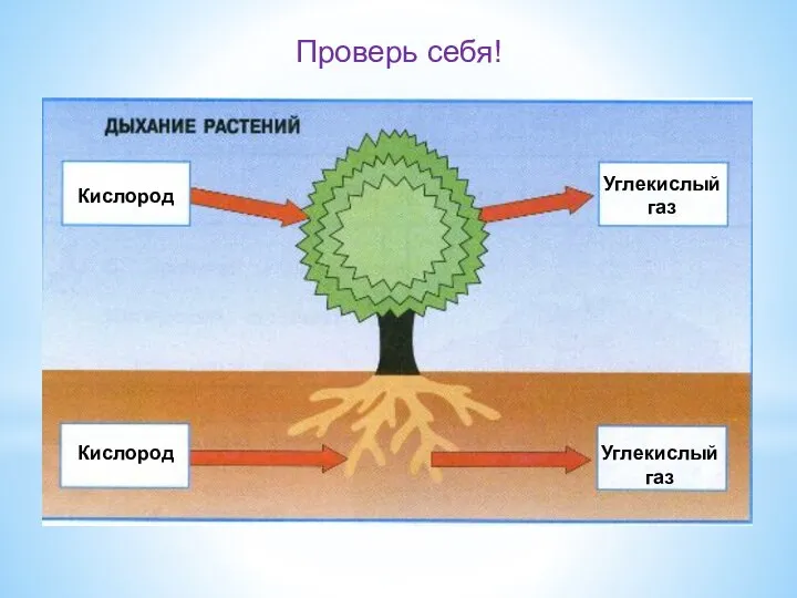 Кислород Углекислый газ Кислород Углекислый газ Проверь себя!